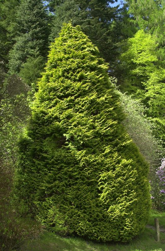 Gartenzypresse 'Lane' - Chamaecyparis lawsoniana 'Lane'