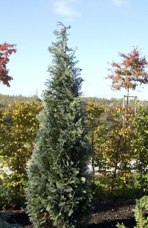 Gartenzypresse 'Van Pelts Blue' - Chamaecyparis lawsoniana 'Van Pelts Blue'