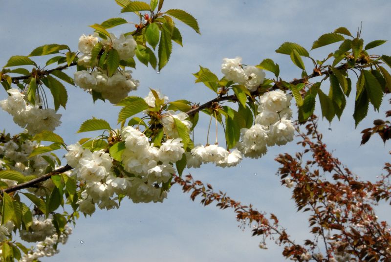 Gefülltblühende Vogelkirsche - Prunus avium 'Plena' CAC