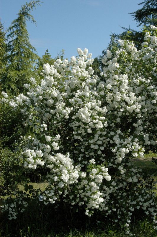 Gefüllter Gartenjasmin - Philadelphus 'Virginal'
