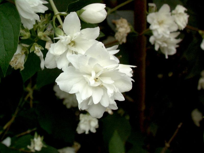 Gefüllter Gartenjasmin 'Schneesturm' - Philadelphus 'Schneesturm'