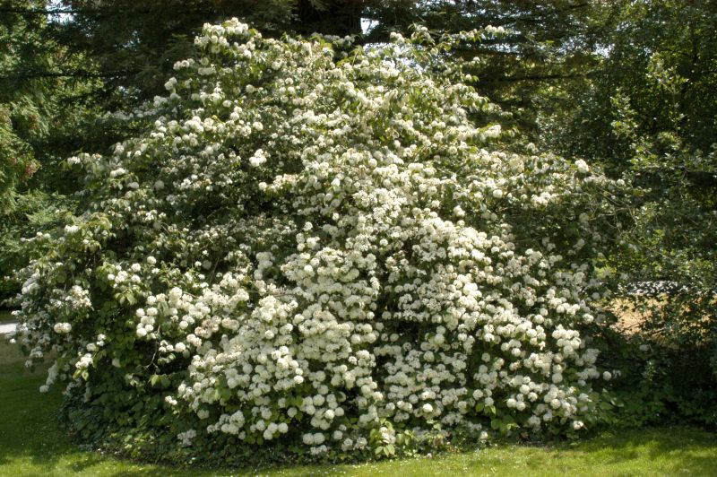 Gefüllter Jap.Schneeball - Viburnum plicatum