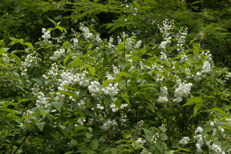 Gefüllter Sternchenstrauch 'Candidissima' - Deutzia scabra 'Candidissima'