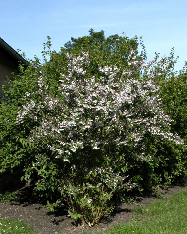 Gefüllter Sternchenstrauch 'Plena' - Deutzia scabra 'Plena'
