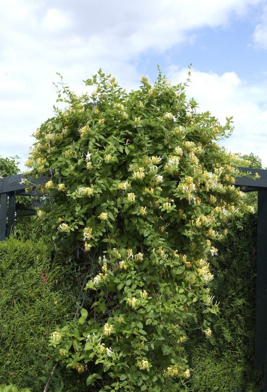 Gelbbunte Geißschlinge 'Halliana' - Lonicera japonica 'Halliana'