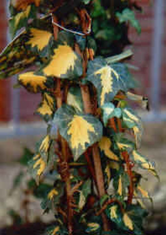 Gelbbunter Efeu - Hedera helix 'Goldheart'