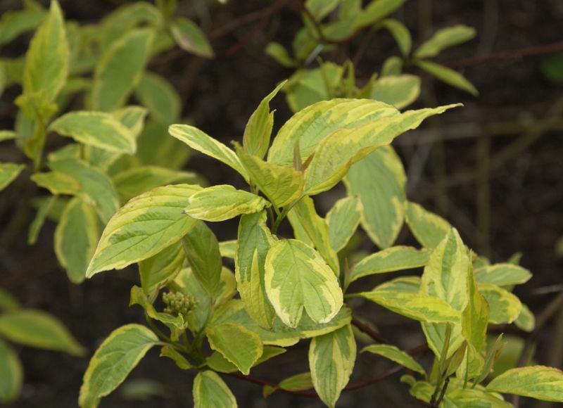 Gelbbunter Hartriegel - Cornus alba 'Spaethii'