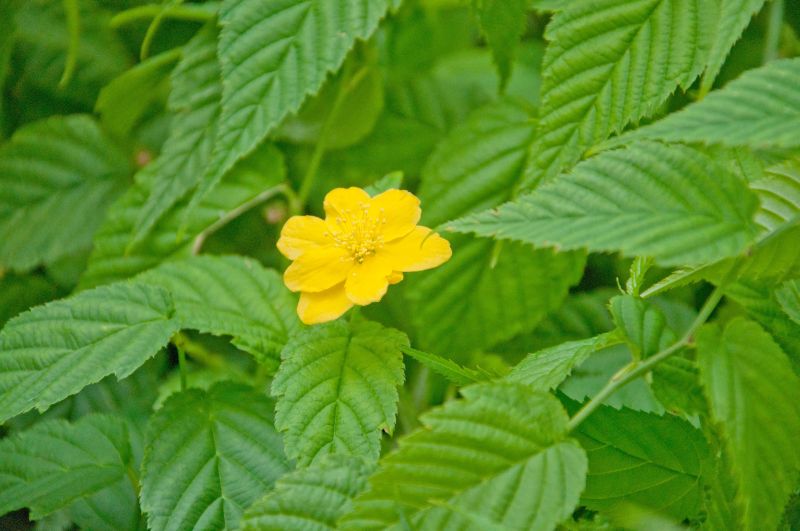 Gelbbunter Ranunkelstrauch 'Golden Guinea' - Kerria japonica 'Golden Guinea'