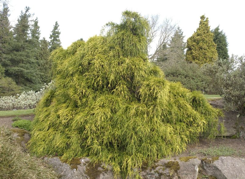 Gelbe Fadenzypresse 'Filifera Aurea' - Chamaecyparis pis.'Filifera Aurea'