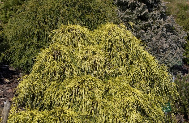 Gelbe Fadenzypresse 'Filifera Aurea Nana' - Chamaecyparis pis.'Filifera Aurea Nana'