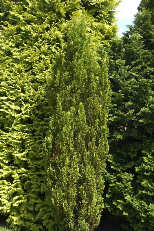 Gelbe Kegelzypresse 'Ellwood's Gold' - Chamaecyparis lawsoniana 'Ellwood's Gold'
