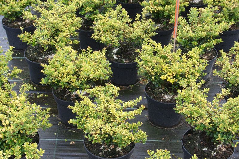 Gelber Berg-Ilex - Ilex crenata 'Golden Gem'