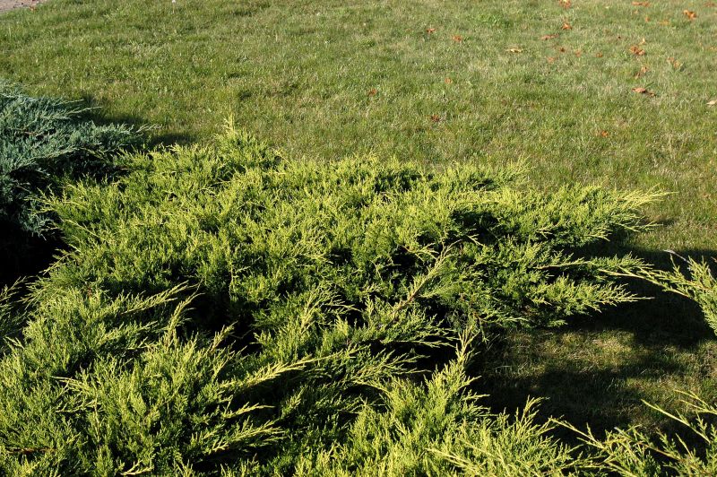 Gelber Strauchwacholder 'Old Gold' - Juniperus media 'Old Gold'