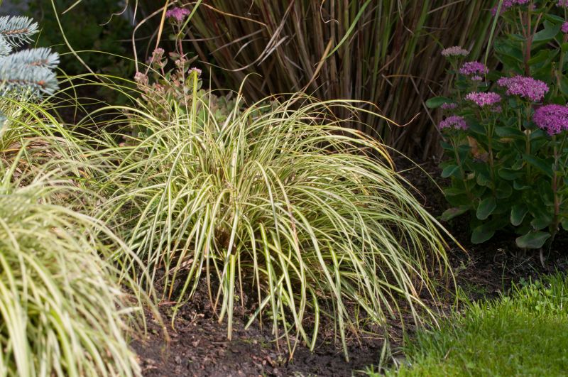Gelbgrüne Garten-Segge - Carex oshimensis 'Evergold'