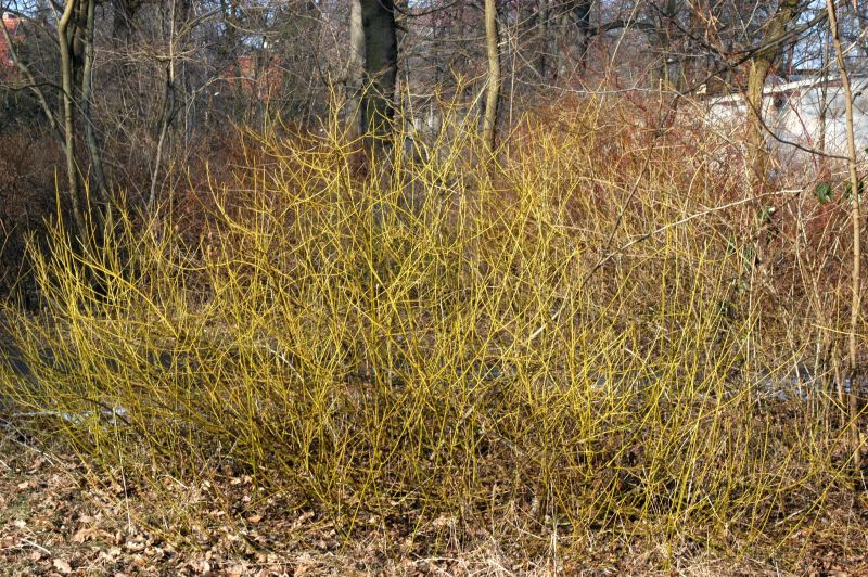 Gelbholz-Hartriegel 'Flaviramea' - Cornus sericea 'Flaviramea'