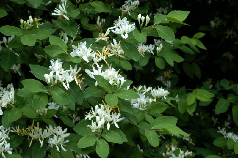 Gemeine Heckenkirsche - Lonicera xylosteum