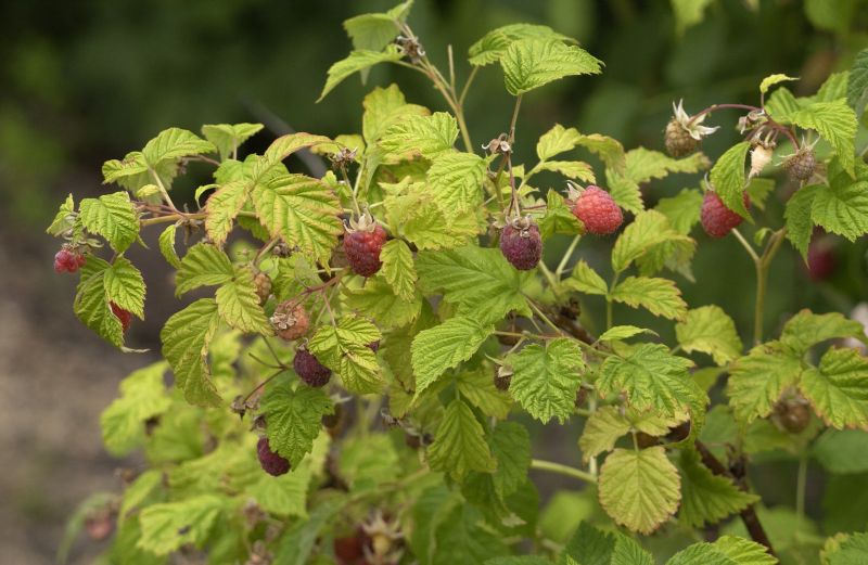 Gemeine Himbeere - Rubus idaeus