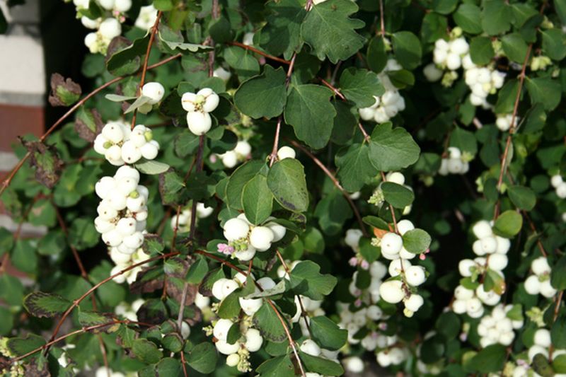 Gemeine Schneebeere - Symphoricarpos albus laevigatus