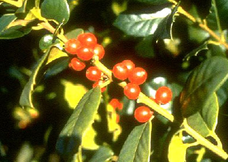 Gemeine Stechpalme - Ilex aquifolium