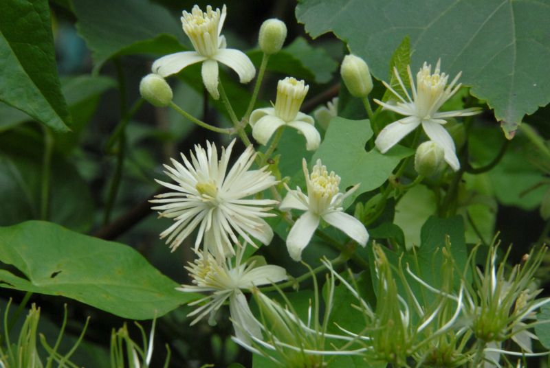 Gemeine Waldrebe - Clematis vitalba