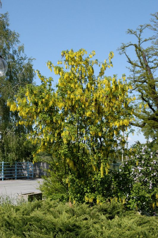 Gemeiner Goldregen - Laburnum anagyroides