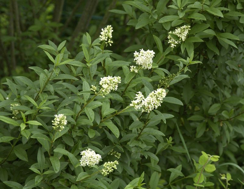 Gemeiner Liguster - Ligustrum vulgare