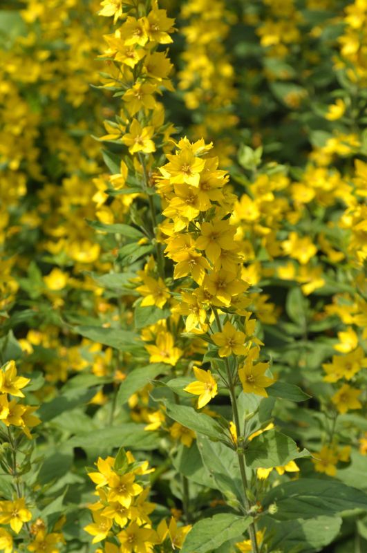 Gepunkteter Gilbweiderich - Lysimachia punctata