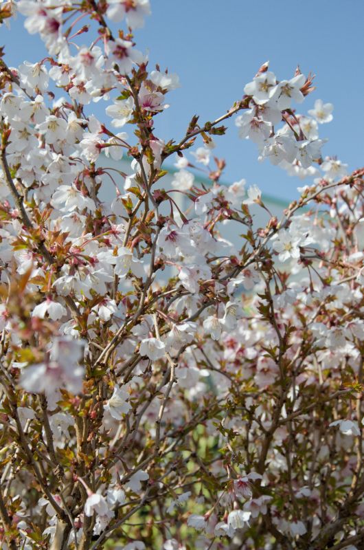 Geschlitzte Kirsche 'Kojou-no-mai' - Prunus incisa 'Kojou-no-mai' CAC