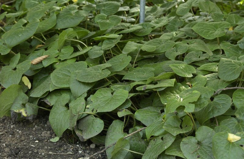 Geschwänzte Haselwurz - Asarum caudatum