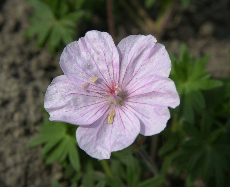 Gestreifter Storchschnabel - Geranium sanguineum var.striatum