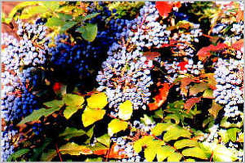 Gewöhnliche Mahonie - Mahonia aquifolium