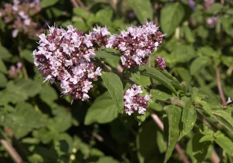 Gewöhnlicher Dost, Wilder Majoran - Origanum vulgare