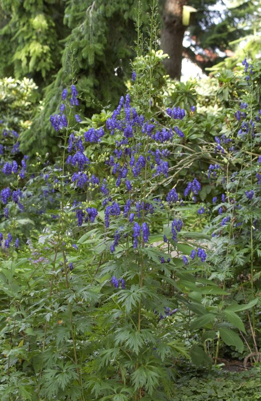 Gewöhnlicher Eisenhut - Aconitum napellus