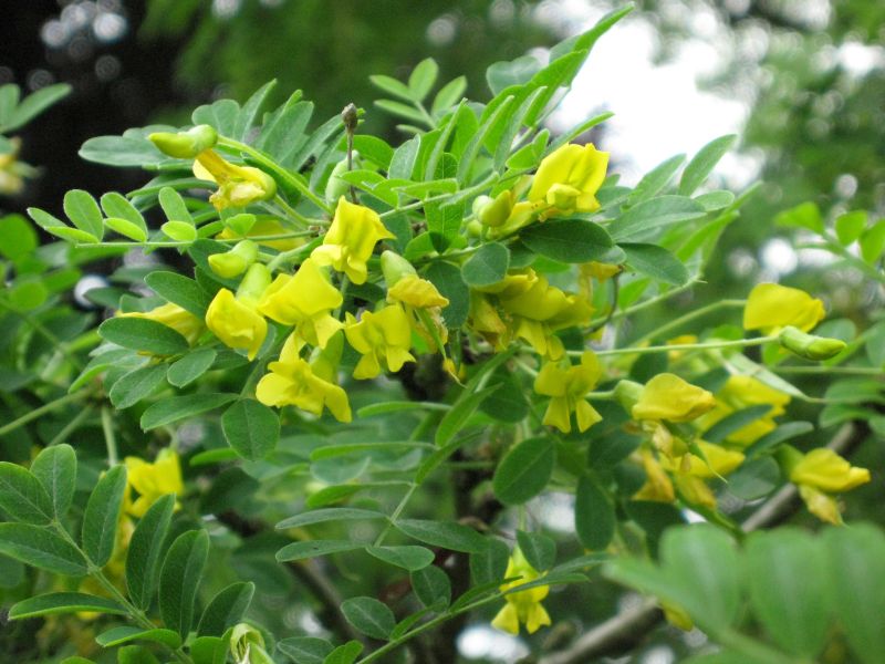 Gewöhnlicher Erbsenstrauch - Caragana arborescens