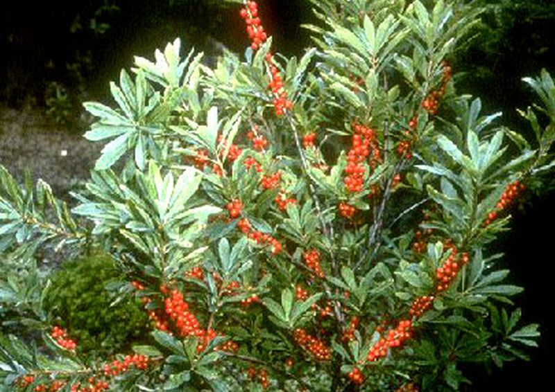 Gewöhnlicher Seidelbast - Daphne mezereum