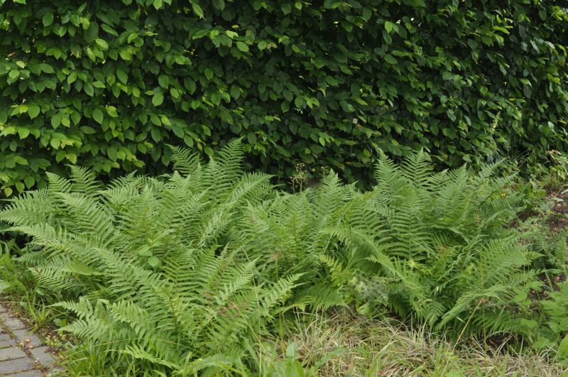 Gewöhnlicher Wurmfarn - Dryopteris filix-mas