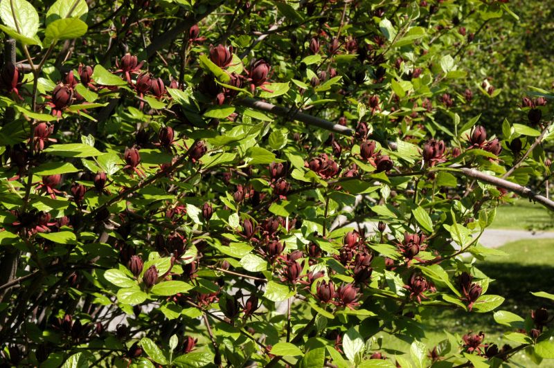 Gewürzstrauch floridus - Calycanthus floridus