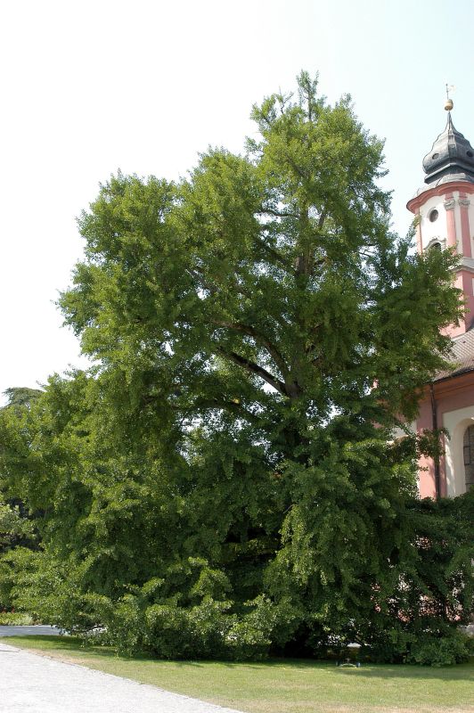 Ginkgobaum / Fächerblattbaum - Ginkgo biloba