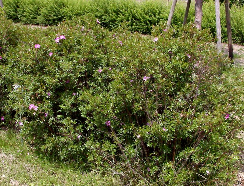 Glanzblättrige Rose - Rosa nitida