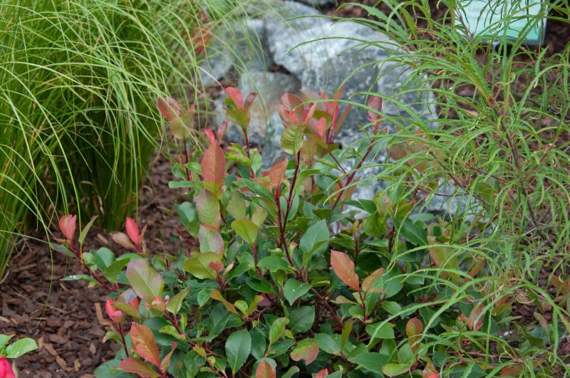 Glanzmispel 'LIttle Red Robin' - Photinia fraseri 'Little Red Robin'