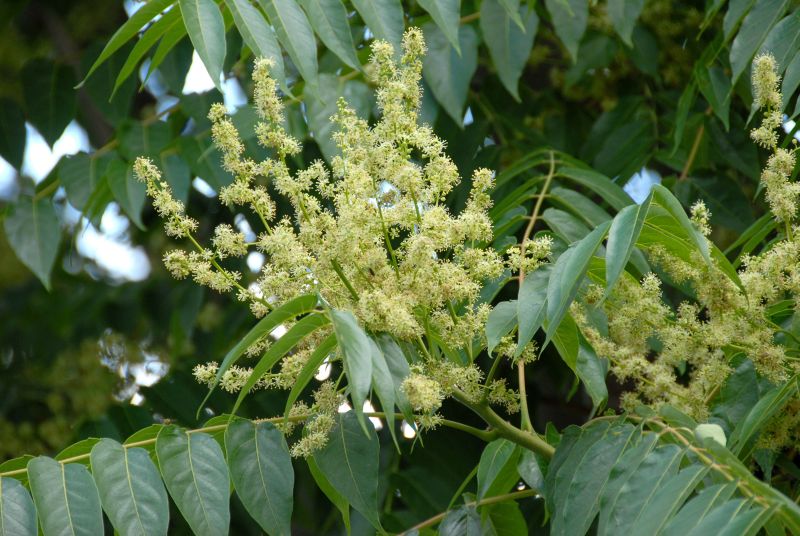 Götterbaum - Ailanthus altissima