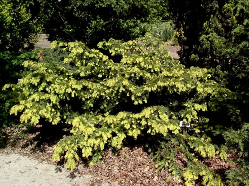 Gold-Tafeleibe - Taxus baccata 'Repandens Aurea'