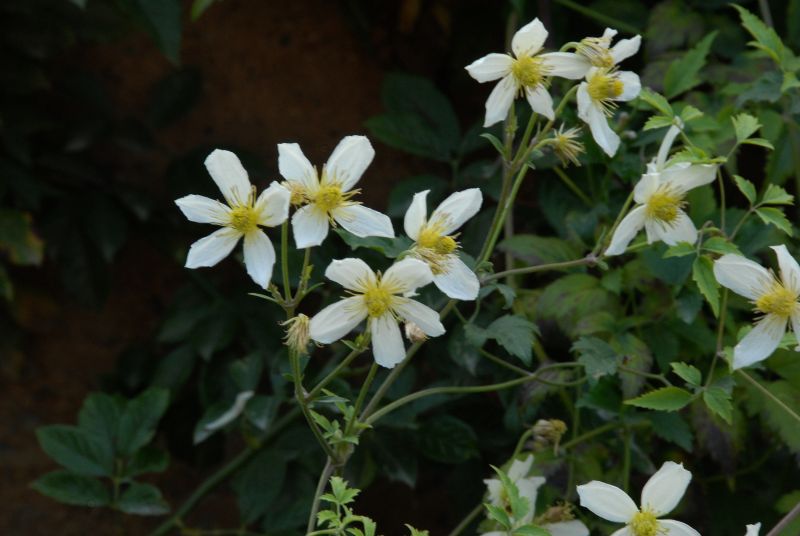 Gold-Waldrebe 'Anita' - Clematis tangutica 'Anita'