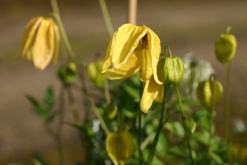 Gold-Waldrebe 'Aureolin' - Clematis tangutica 'Aureolin'