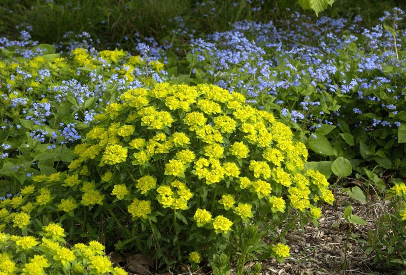 Gold-Wolfsmilch - Euphorbia polychroma