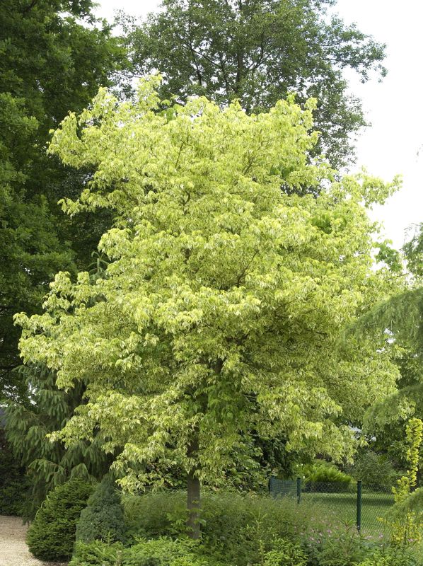 Goldbunter Eschenahorn 'Aureovariegatum' - Acer negundo 'Aureo-variegatum'