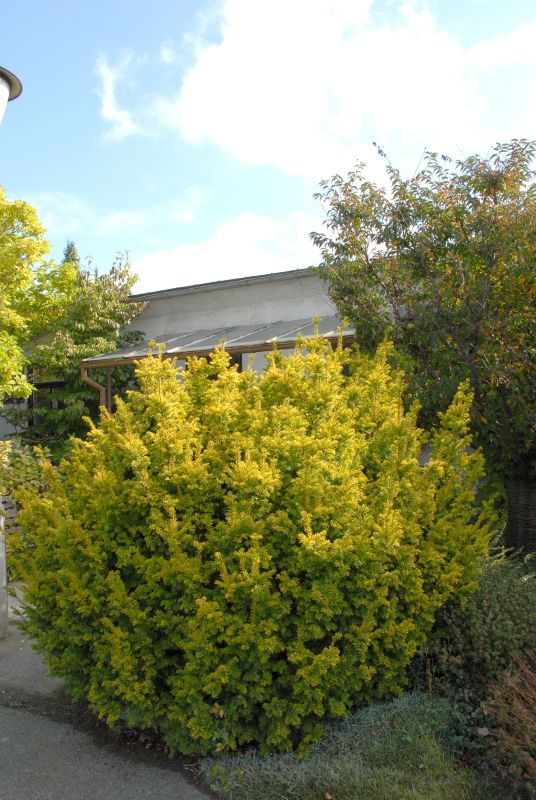 Goldene Straucheibe - Taxus baccata 'Semperaurea'