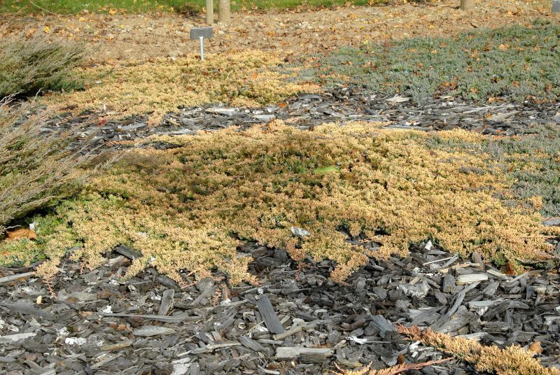 Goldener Teppichwacholder - Juniperus horizontalis 'Golden Carpet'
