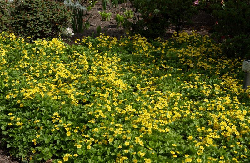 Golderdbeere / Dreiblättrige Matten-Waldsteinie - Waldsteinia ternata