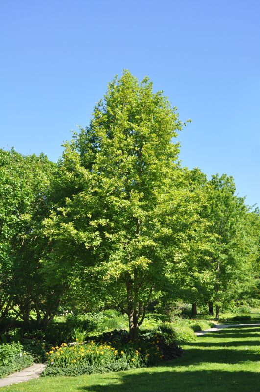 Golderle - Alnus incana 'Aurea'